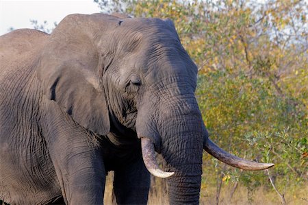 Large African bull elephant (Loxodonta africana), Kruger National Park, South Africa Foto de stock - Super Valor sin royalties y Suscripción, Código: 400-04538939