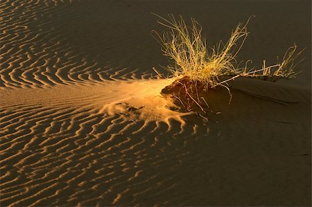 simsearch:400-04470445,k - A desert grass on textured sand dune in late afternoon light, South Africa Stockbilder - Microstock & Abonnement, Bildnummer: 400-04538941