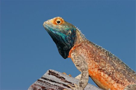 Male ground agama (Agama aculeata) in bright breeding colors, Kalahari desert, South Africa Stockbilder - Microstock & Abonnement, Bildnummer: 400-04538951