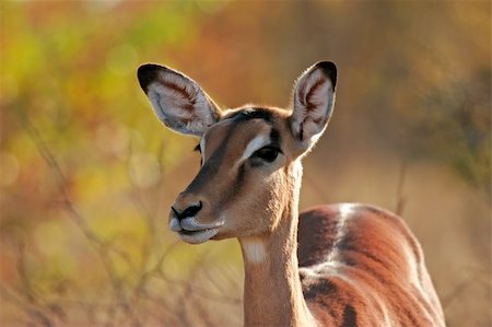 simsearch:400-04033153,k - Portrait a female impala antelope (Aepyceros melampus), Kruger National Park, South Africa Stock Photo - Budget Royalty-Free & Subscription, Code: 400-04538952