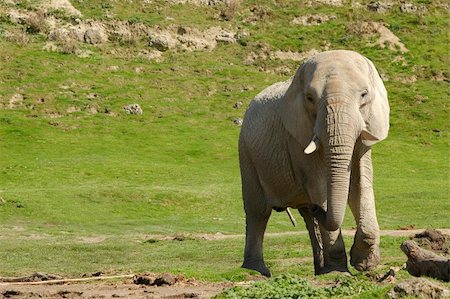 indian elephant in sparse grassland Stock Photo - Budget Royalty-Free & Subscription, Code: 400-04539098