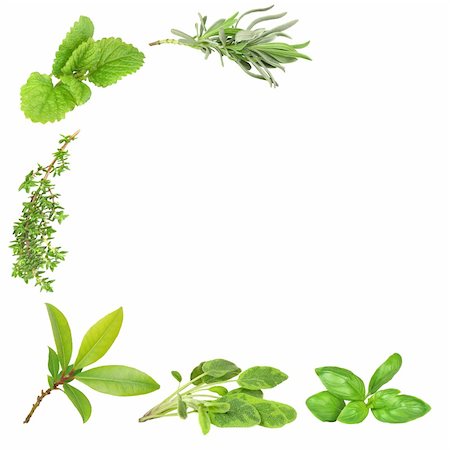 simsearch:400-04052014,k - Abstract of herb leaf sprigs of lavender, lemon balm, thyme, bay,  sage and basil,  over white background. Stockbilder - Microstock & Abonnement, Bildnummer: 400-04539117