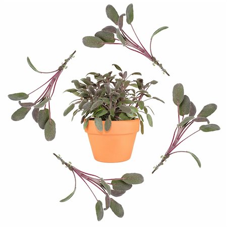 simsearch:400-04052014,k - Abstract design of four purple sage leaf sprigs forming a border with a terracotta pot of growing sage set inside. Over a white background. Stockbilder - Microstock & Abonnement, Bildnummer: 400-04539119