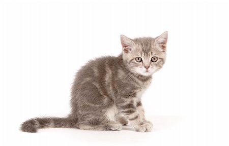 simsearch:400-04998810,k - Gray marmoreal scottish breed kitten on white ground Photographie de stock - Aubaine LD & Abonnement, Code: 400-04539305