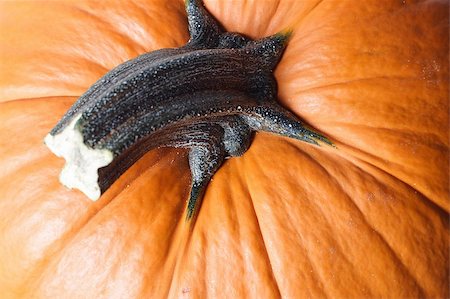 Close-up of a Top of a pumpkin Stock Photo - Budget Royalty-Free & Subscription, Code: 400-04539312