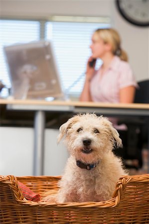 Dog lying in home office with woman in background Stock Photo - Budget Royalty-Free & Subscription, Code: 400-04539419