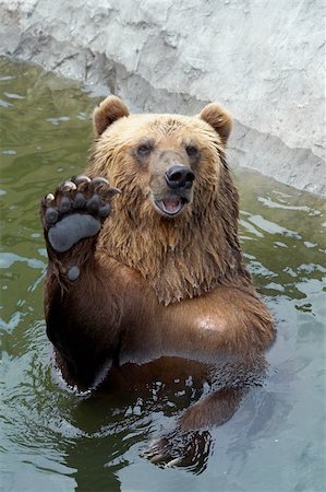 Brown bear greets somebody from the water Stockbilder - Microstock & Abonnement, Bildnummer: 400-04539549