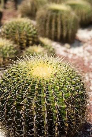 simsearch:400-07481426,k - Barrel Cactus with sand and stones around in wild Mexico desert Foto de stock - Super Valor sin royalties y Suscripción, Código: 400-04539626