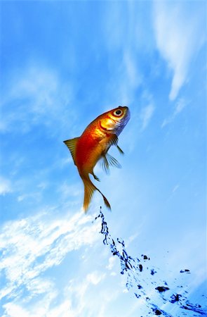 simsearch:400-04545787,k - goldfish jumping out of the water Stock Photo - Budget Royalty-Free & Subscription, Code: 400-04539893