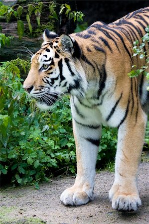 siberian wild animals - Sumatran tiger walking through the jungle Stock Photo - Budget Royalty-Free & Subscription, Code: 400-04530022