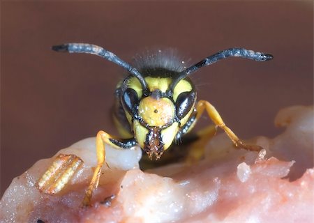 sudden - The hornet wasp on meat Stock Photo - Budget Royalty-Free & Subscription, Code: 400-04530137