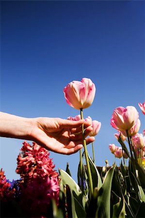 smelling tulip - A view of flowers from below with a tulip being picked Stock Photo - Budget Royalty-Free & Subscription, Code: 400-04530362