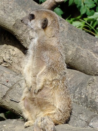 meerkat on duty overlooking things for danger Stock Photo - Budget Royalty-Free & Subscription, Code: 400-04530559