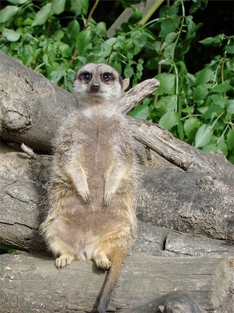 meerkat on duty overlooking things for danger Photographie de stock - Aubaine LD & Abonnement, Code: 400-04530560