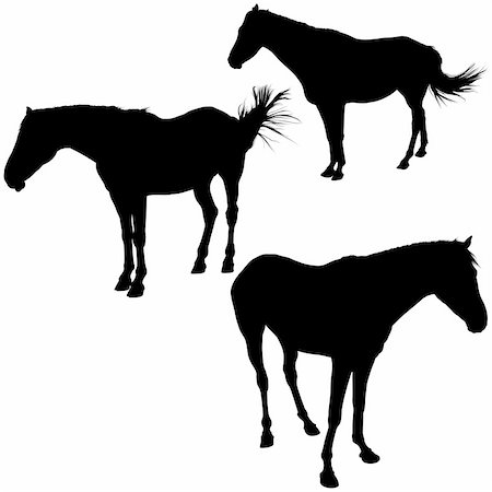 rodeopferd - Horses Silhouettes 8 - detailed illustrations as vector Stockbilder - Microstock & Abonnement, Bildnummer: 400-04530696