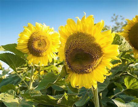 simsearch:400-04622088,k - beautiful sunflowers in a sunny day with a beautiful blue sky in the background Stock Photo - Budget Royalty-Free & Subscription, Code: 400-04530774