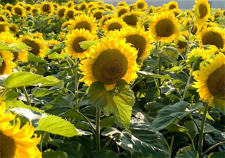 simsearch:400-05114620,k - Field of beautiful sunflowers in a sunny day Stock Photo - Budget Royalty-Free & Subscription, Code: 400-04530776