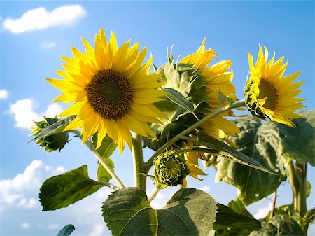 simsearch:400-05114620,k - beautiful sunflowers in a sunny day with a beautiful blue sky in the background Stock Photo - Budget Royalty-Free & Subscription, Code: 400-04530777