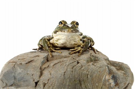 spotted frog - The marsh frog closely looking at the photographer. Stock Photo - Budget Royalty-Free & Subscription, Code: 400-04530807