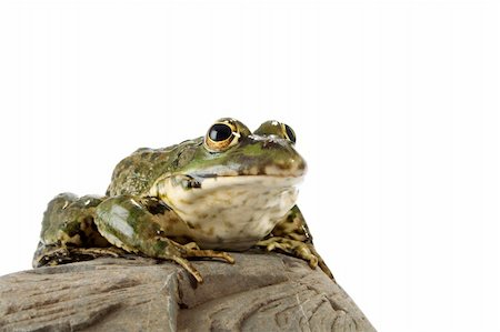 spotted frog - The marsh frog closely looking at the photographer. Stock Photo - Budget Royalty-Free & Subscription, Code: 400-04530808