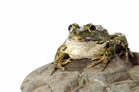 spotted frog - The marsh frog closely looking at the photographer. Stock Photo - Budget Royalty-Free & Subscription, Code: 400-04530809