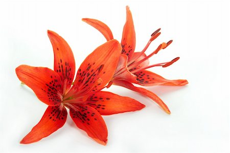 simsearch:400-04836338,k - Red lily on a white background Photographie de stock - Aubaine LD & Abonnement, Code: 400-04530802
