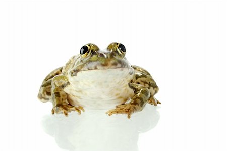 spotted frog - The marsh frog closely looking at the photographer. Stock Photo - Budget Royalty-Free & Subscription, Code: 400-04530816