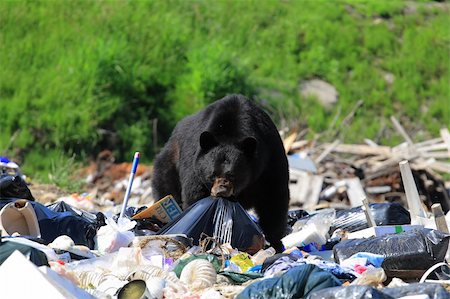 sergey02 (artist) - Big bear in the middle of the big garbage dump Stockbilder - Microstock & Abonnement, Bildnummer: 400-04530913