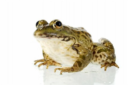 spotted frog - The marsh frog closely looking at the photographer. Stock Photo - Budget Royalty-Free & Subscription, Code: 400-04530978