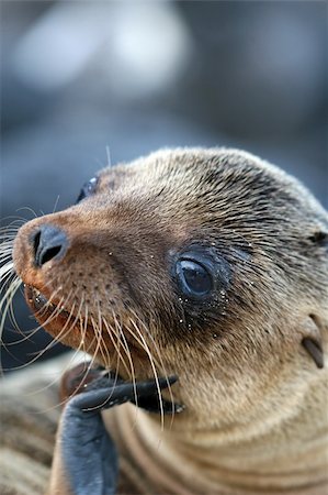 A young Sea Lion ponders the photographer Foto de stock - Super Valor sin royalties y Suscripción, Código: 400-04530985