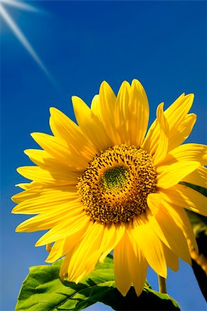 simsearch:400-05682398,k - Sky giving a sunbath to a sunflower. Stock Photo - Budget Royalty-Free & Subscription, Code: 400-04531375