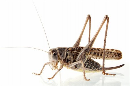 simsearch:400-04901085,k - Photographing of a large locust in studio conditions Fotografie stock - Microstock e Abbonamento, Codice: 400-04531529