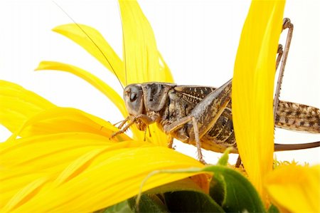 simsearch:400-04282037,k - Photographing of a large locust in studio conditions Stock Photo - Budget Royalty-Free & Subscription, Code: 400-04531530