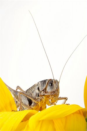 simsearch:400-04901085,k - Photographing of a large locust in studio conditions Fotografie stock - Microstock e Abbonamento, Codice: 400-04531531