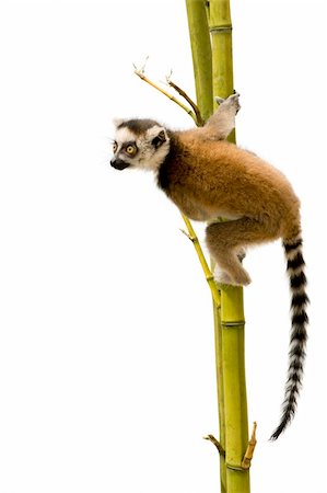 Ring-tailed Lemur (6 weeks) - Lemur catta in front of a white background Photographie de stock - Aubaine LD & Abonnement, Code: 400-04531580