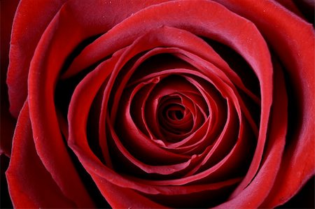 simsearch:400-06073508,k - Very beautiful passion red roses Photographie de stock - Aubaine LD & Abonnement, Code: 400-04531751