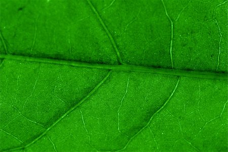 simsearch:400-05015288,k - macro green leaf structure background Photographie de stock - Aubaine LD & Abonnement, Code: 400-04531760