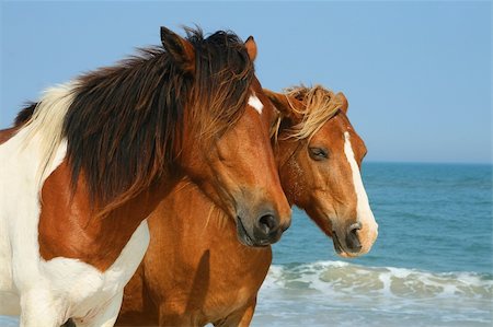 Horses on the beach at Assateague Island. Foto de stock - Super Valor sin royalties y Suscripción, Código: 400-04532179