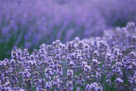 Aromatic  lavender field. close-up of  herbal plant Stock Photo - Budget Royalty-Free & Subscription, Code: 400-04532285