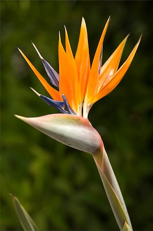 simsearch:400-04502346,k - An open Bird of Paradise flower in full bloom. Stock Photo - Budget Royalty-Free & Subscription, Code: 400-04532311