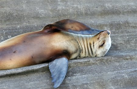 simsearch:400-07232278,k - A Sea Lion ponders lifes great mysteries on his back Foto de stock - Royalty-Free Super Valor e Assinatura, Número: 400-04532405