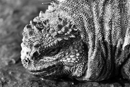 Extreme closeup of a marine iguana on the Galapagos Islands Stock Photo - Budget Royalty-Free & Subscription, Code: 400-04532407