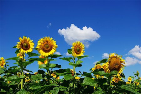 simsearch:400-04742969,k - sunflower field over cloudy blue sky Stockbilder - Microstock & Abonnement, Bildnummer: 400-04532562