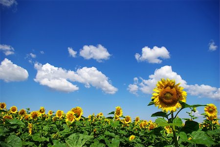 simsearch:400-04742969,k - sunflower field over cloudy blue sky Stockbilder - Microstock & Abonnement, Bildnummer: 400-04532630