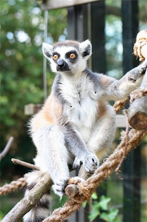 monkey lemur is watching everithing around him Photographie de stock - Aubaine LD & Abonnement, Code: 400-04532766