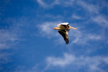 simsearch:400-05677181,k - A pelican bird in flight Photographie de stock - Aubaine LD & Abonnement, Code: 400-04532951