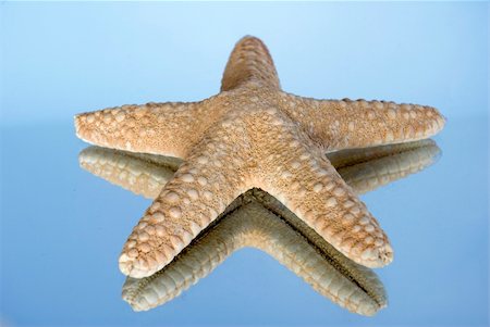simsearch:400-05077592,k - Starfish isolated on blue background Foto de stock - Royalty-Free Super Valor e Assinatura, Número: 400-04532965
