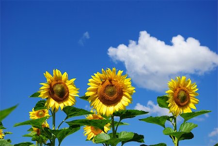 simsearch:400-04742969,k - sunflower field over cloudy blue sky Stockbilder - Microstock & Abonnement, Bildnummer: 400-04533003