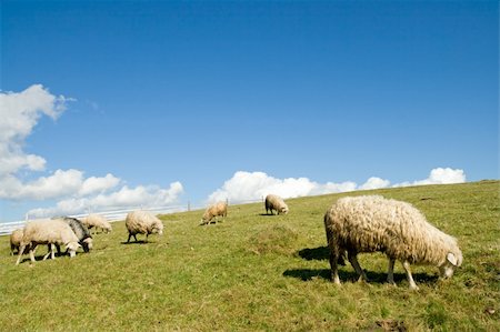 simsearch:400-06177045,k - Sheep herd on mountain plateau pasture (Carpathian mountain, Ukraine). Stock Photo - Budget Royalty-Free & Subscription, Code: 400-04533015
