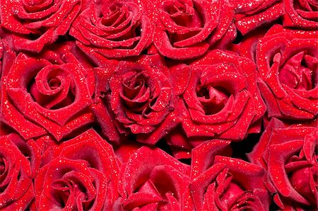 simsearch:400-04842608,k - background of beautiful fresh wet red roses Stock Photo - Budget Royalty-Free & Subscription, Code: 400-04533063